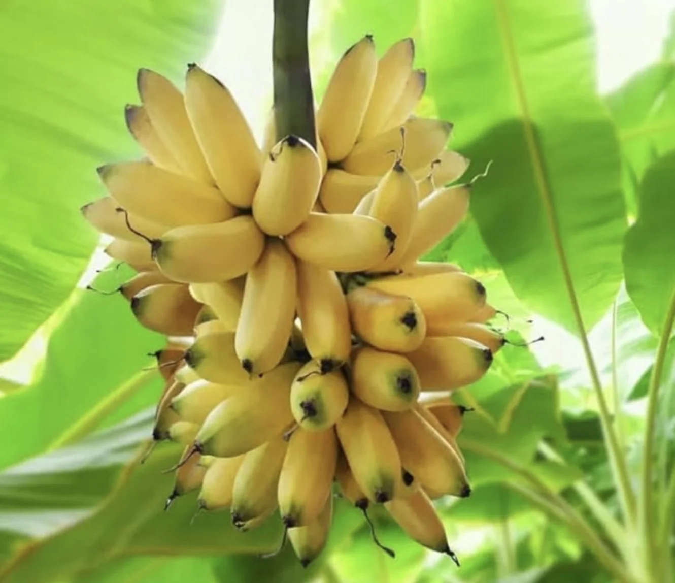 bunch of fresh yelakki bananas hanging on the tree